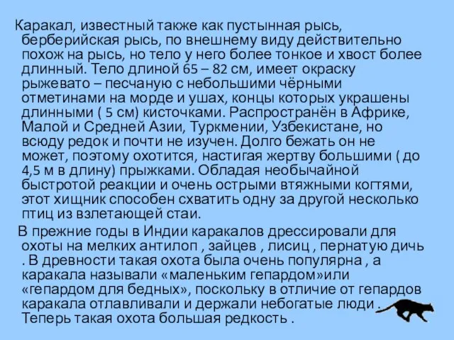 Каракал, известный также как пустынная рысь, берберийская рысь, по внешнему виду