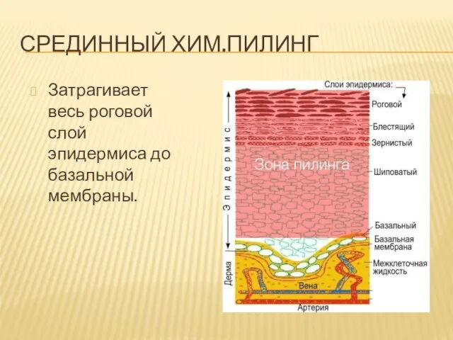 СРЕДИННЫЙ ХИМ.ПИЛИНГ Затрагивает весь роговой слой эпидермиса до базальной мембраны.