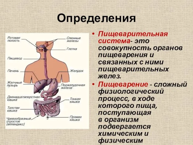 Определения Пищеварительная система- это совокупность органов пищеварения и связанных с ними