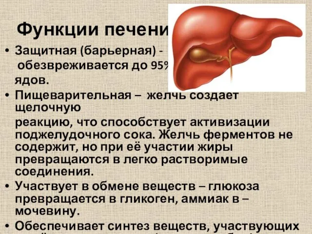 Функции печени Защитная (барьерная) - обезвреживается до 95% ядов. Пищеварительная –