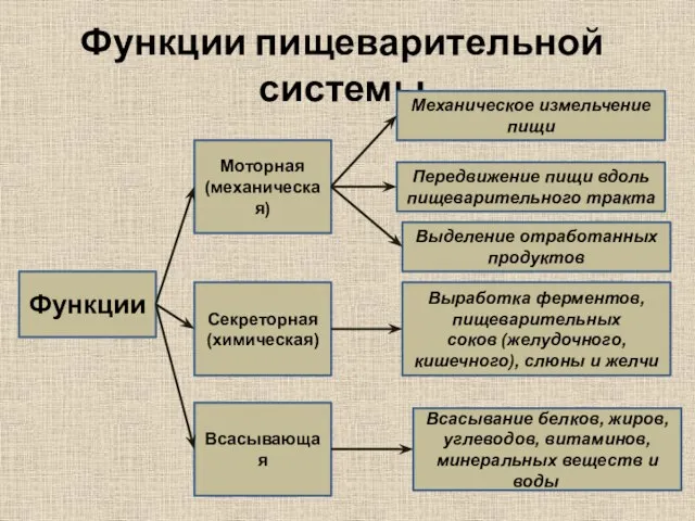 Функции пищеварительной системы Функции Моторная (механическая) Секреторная (химическая) Всасывающая Механическое измельчение