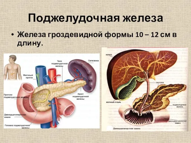 Поджелудочная железа Железа гроздевидной формы 10 – 12 см в длину.