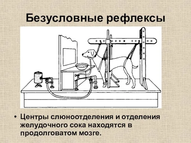 Безусловные рефлексы Центры слюноотделения и отделения желудочного сока находятся в продолговатом мозге.