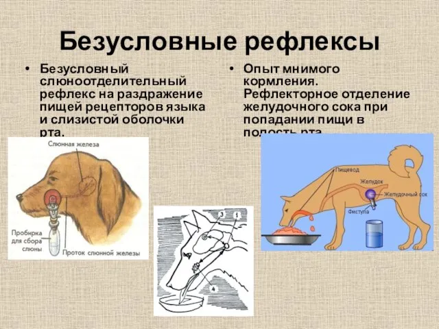 Безусловные рефлексы Безусловный слюноотделительный рефлекс на раздражение пищей рецепторов языка и