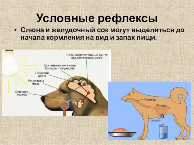 Условные рефлексы Слюна и желудочный сок могут выделиться до начала кормления на вид и запах пищи.