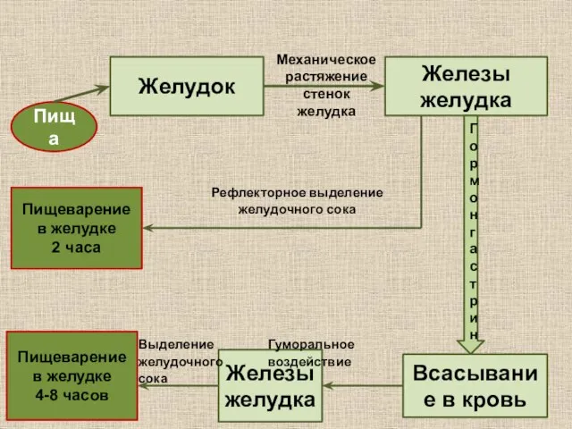 Пища Желудок Железы желудка Железы желудка Всасывание в кровь Гормон гастрин