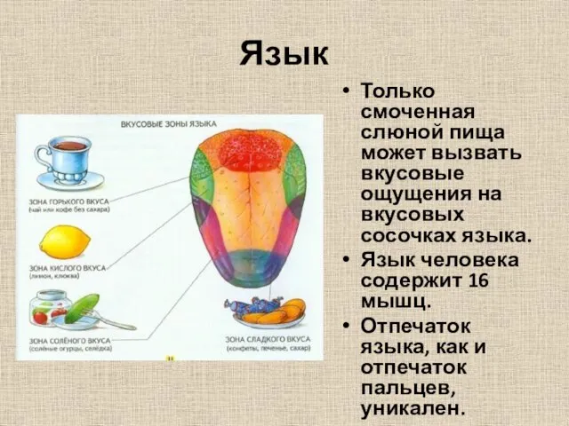 Язык Только смоченная слюной пища может вызвать вкусовые ощущения на вкусовых