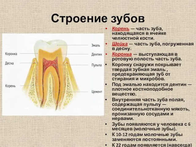 Строение зубов Корень — часть зуба, находящаяся в ячейке челюстной кости.