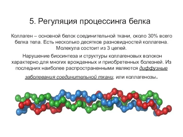 5. Регуляция процессинга белка Коллаген – основной белок соединительной ткани, около