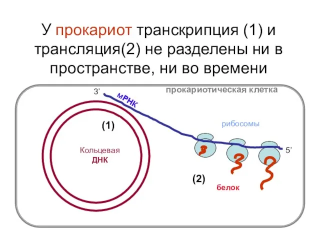 У прокариот транскрипция (1) и трансляция(2) не разделены ни в пространстве,