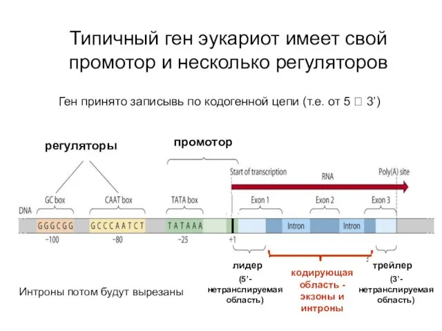 Типичный ген эукариот имеет свой промотор и несколько регуляторов регуляторы промотор