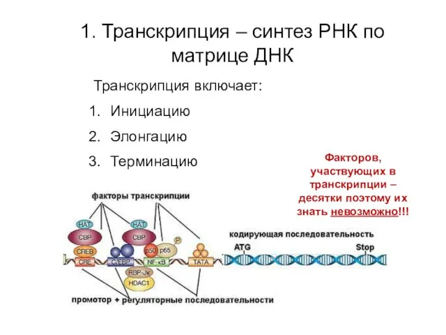 1. Транскрипция – синтез РНК по матрице ДНК Транскрипция включает: Инициацию