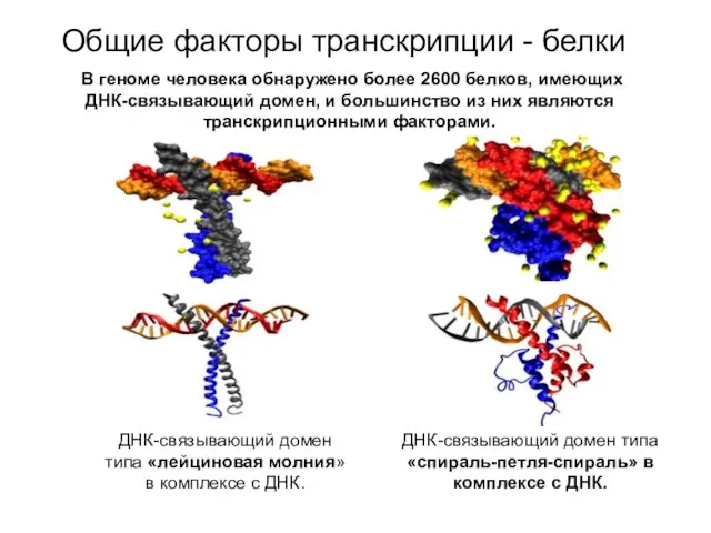 ДНК-связывающий домен типа «лейциновая молния» в комплексе с ДНК. ДНК-связывающий домен
