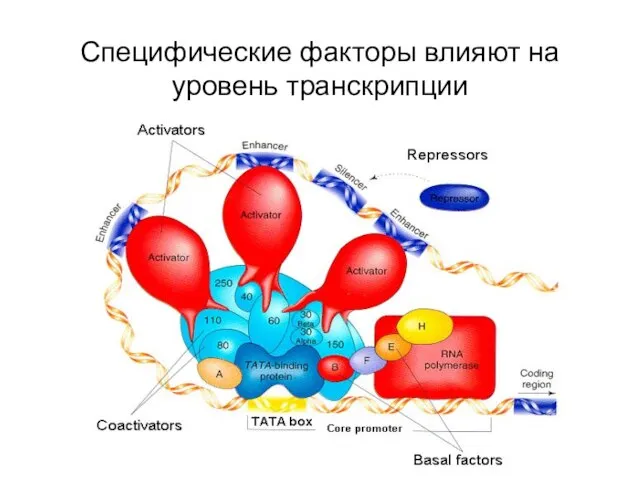 Специфические факторы влияют на уровень транскрипции