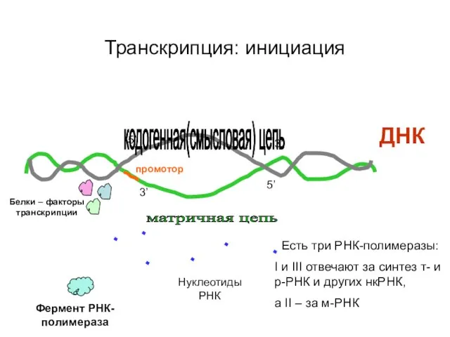 Транскрипция: инициация ДНК кодогенная(смысловая) цепь матричная цепь 3’ 5’ 5’ 3’