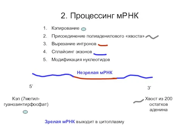 2. Процессинг мРНК 5’ 3’ Кэпирование Присоединение полиаденилового «хвоста» Вырезание интронов