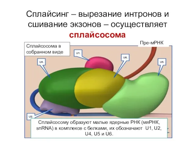 Сплайсинг – вырезание интронов и сшивание экзонов – осуществляет сплайсосома Сплайсосома