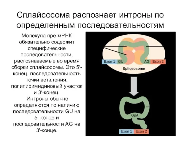 Сплайсосома распознает интроны по определенным последовательностям Молекула пре-мРНК обязательно содержит специфические