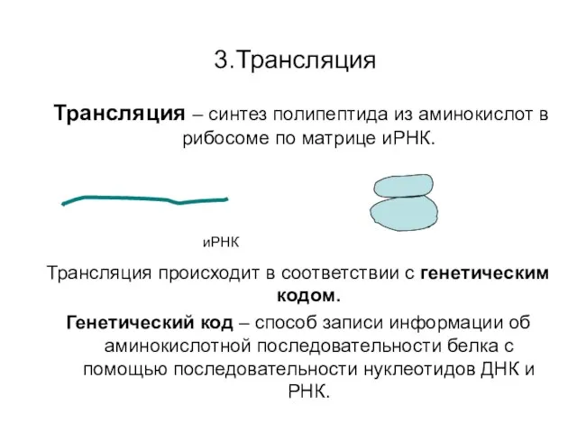 3.Трансляция Трансляция – синтез полипептида из аминокислот в рибосоме по матрице