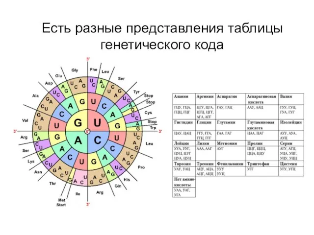 Есть разные представления таблицы генетического кода