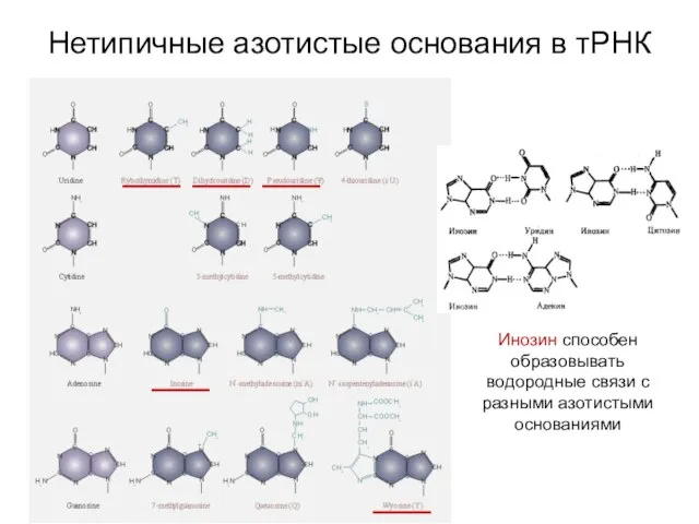 Нетипичные азотистые основания в тРНК Инозин способен образовывать водородные связи с разными азотистыми основаниями