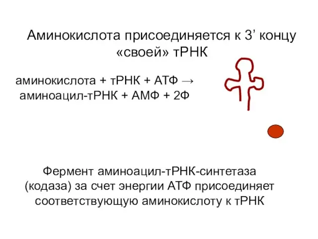 Аминокислота присоединяется к 3’ концу «своей» тРНК аминокислота + тРНК +