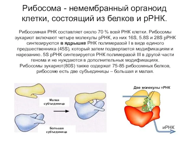 Рибосома - немембранный органоид клетки, состоящий из белков и рРНК. иРНК