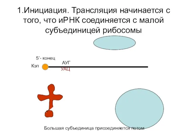 1.Инициация. Трансляция начинается с того, что иРНК соединяется с малой субъединицей