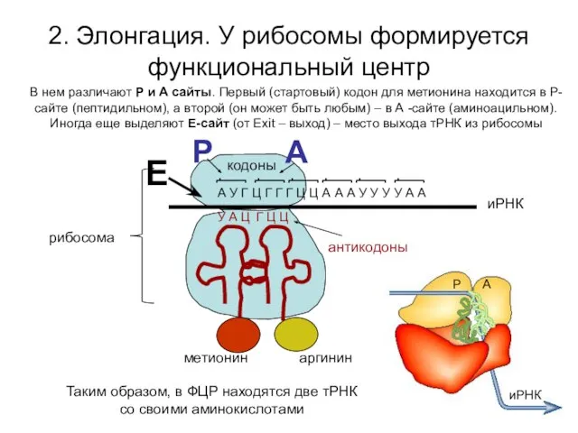 2. Элонгация. У рибосомы формируется функциональный центр А У Г Ц