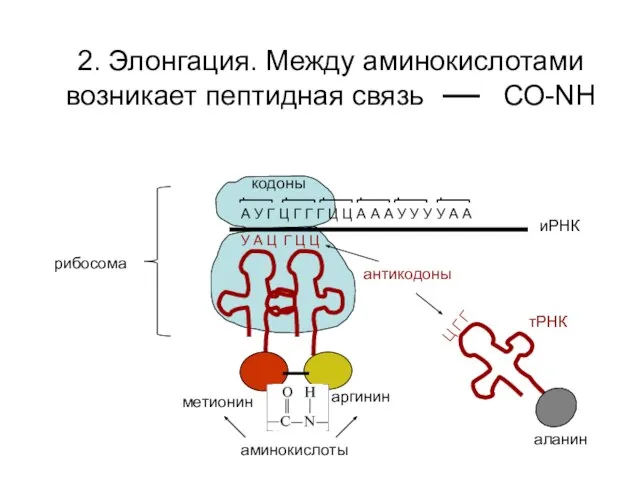 2. Элонгация. Между аминокислотами возникает пептидная связь СО-NH А У Г