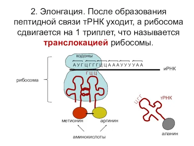 2. Элонгация. После образования пептидной связи тРНК уходит, а рибосома сдвигается