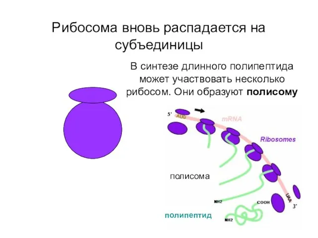 Рибосома вновь распадается на субъединицы В синтезе длинного полипептида может участвовать