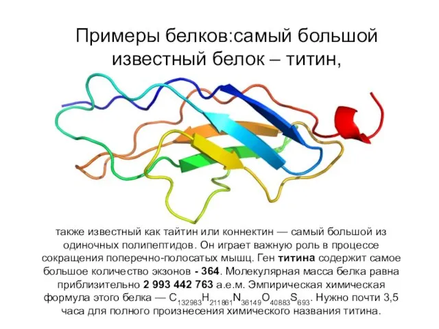 Примеры белков:самый большой известный белок – титин, также известный как тайтин