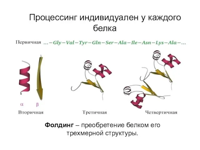 Процессинг индивидуален у каждого белка Фолдинг – преобретение белком его трехмерной структуры.