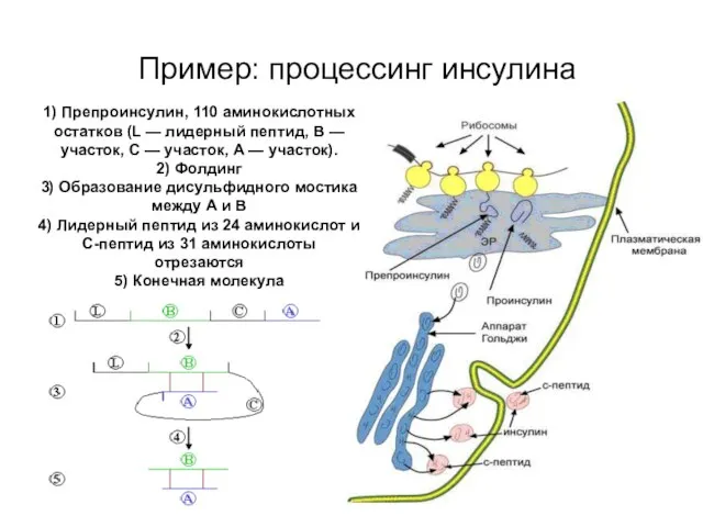 Пример: процессинг инсулина 1) Препроинсулин, 110 аминокислотных остатков (L — лидерный