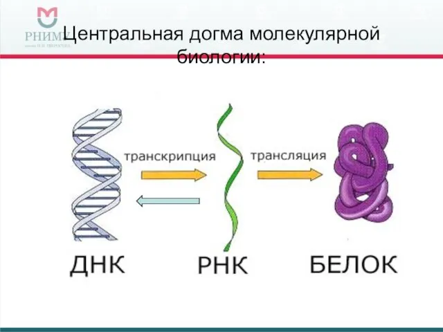 Центральная догма молекулярной биологии: