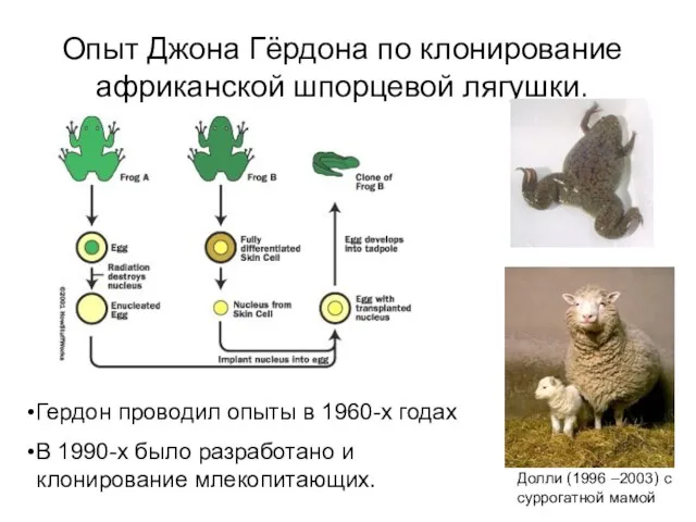 Опыт Джона Гёрдона по клонирование африканской шпорцевой лягушки. Гердон проводил опыты