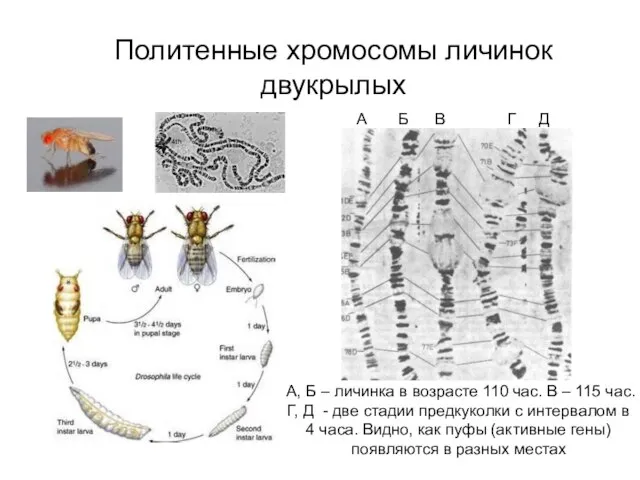 Политенные хромосомы личинок двукрылых Dolly the sheep А, Б – личинка