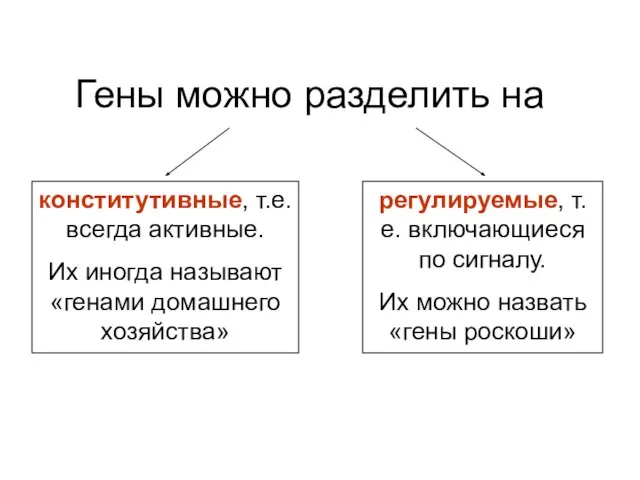 Гены можно разделить на конститутивные, т.е. всегда активные. Их иногда называют