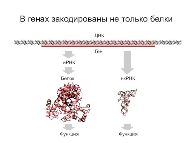 В генах закодированы не только белки ДНК Ген иРНК Белок Функция нкРНК Функция