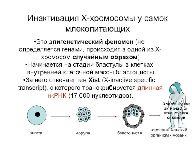 Инактивация Х-хромосомы у самок млекопитающих В части клеток активна Х от