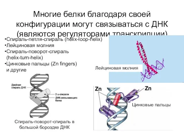 Многие белки благодаря своей конфигурации могут связываться с ДНК (являются регуляторами