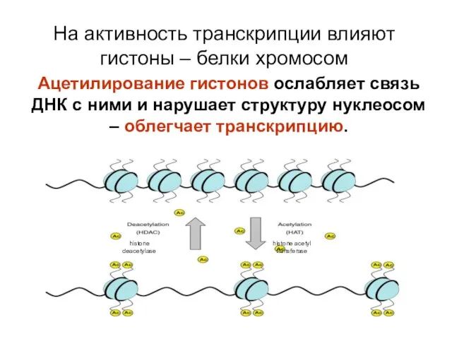 На активность транскрипции влияют гистоны – белки хромосом Ацетилирование гистонов ослабляет
