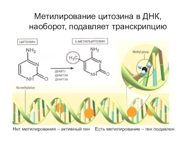 Метилирование цитозина в ДНК, наоборот, подавляет транскрипцию Нет метилирования – активный