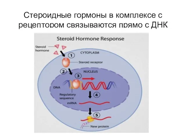Стероидные гормоны в комплексе с рецептором связываются прямо с ДНК