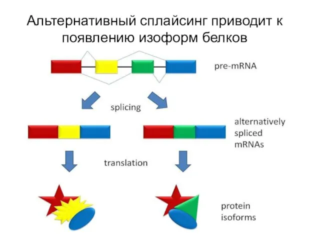 Альтернативный сплайсинг приводит к появлению изоформ белков