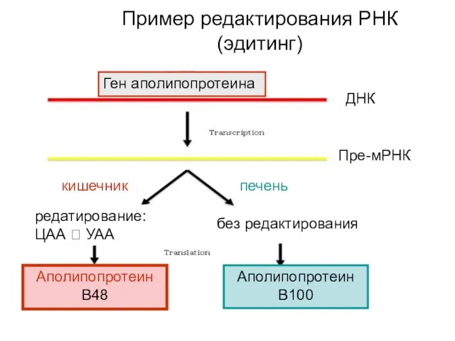 Пример редактирования РНК (эдитинг) Ген аполипопротеина ДНК Пре-мРНК кишечник печень без