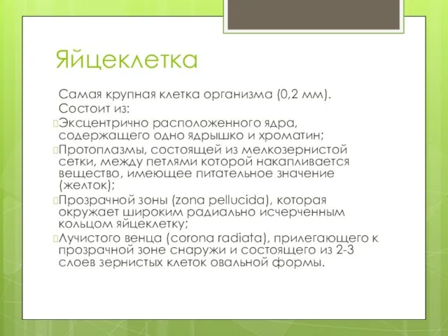 Яйцеклетка Самая крупная клетка организма (0,2 мм). Состоит из: Эксцентрично расположенного