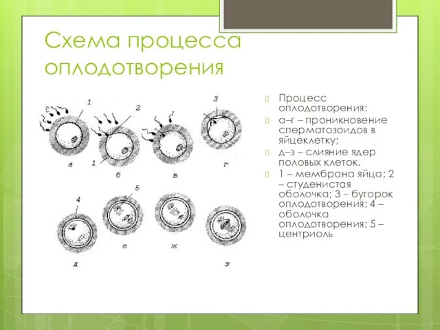 Схема процесса оплодотворения Процесс оплодотворения: а–г – проникновение сперматозоидов в яйцеклетку;