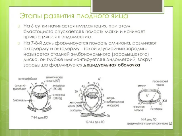 Этапы развития плодного яйца На 6 сутки начинается имплантация, при этом